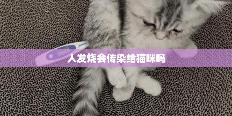 人发烧会传染给猫咪吗