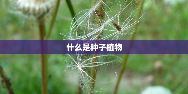 什么是种子植物