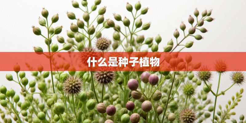 什么是种子植物