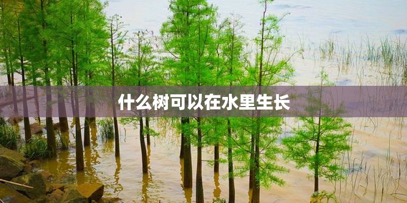 什么树可以在水里生长