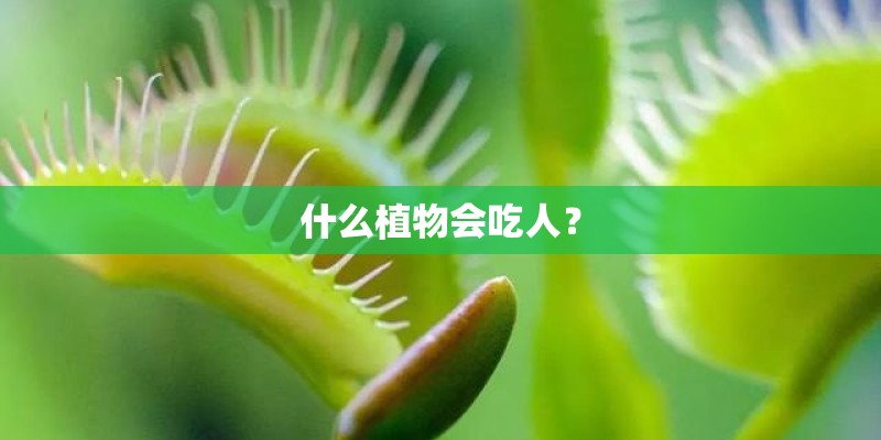 什么植物会吃人? 什么植物会吃人?