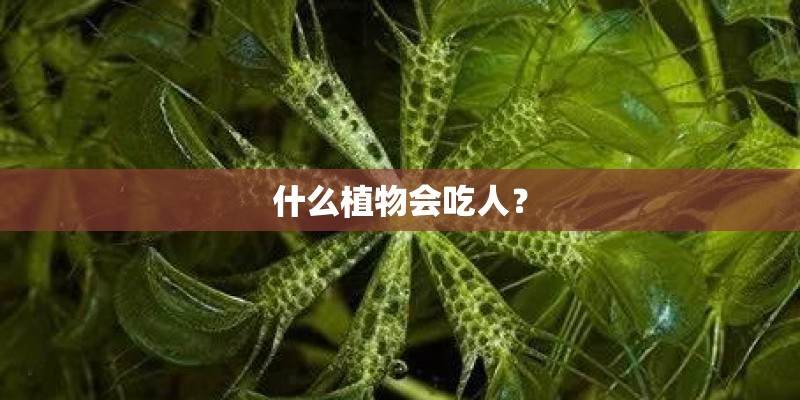 什么植物会吃人? 什么植物会吃人?