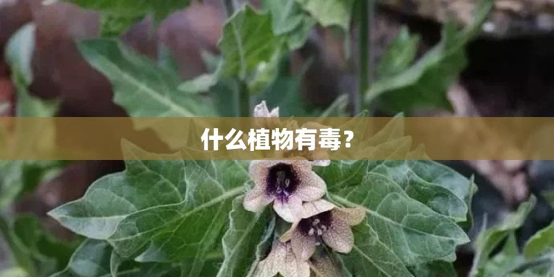什么植物有毒？