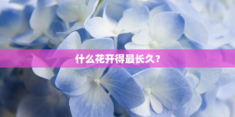 什么花开得最长久? 什么花开得最长久?