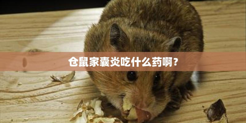 仓鼠家囊炎吃什么药啊？