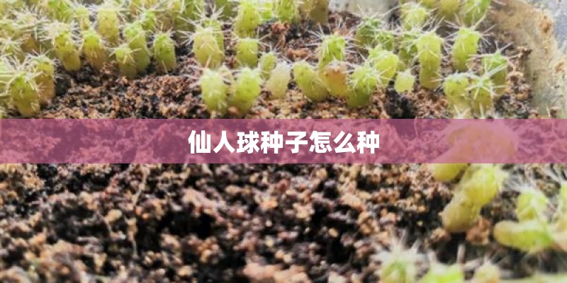 仙人球种子怎么种