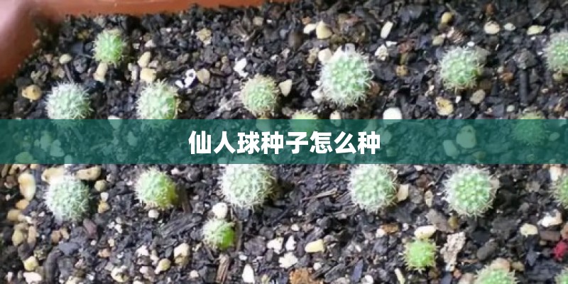 仙人球种子怎么种 仙人球种子怎么种