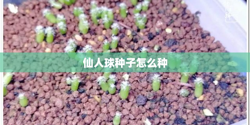 仙人球种子怎么种 仙人球种子怎么种