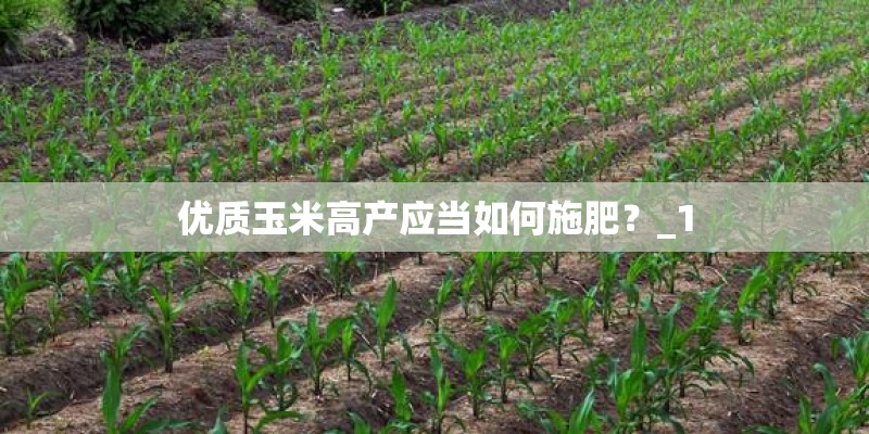 优质玉米高产应当如何施肥？_1