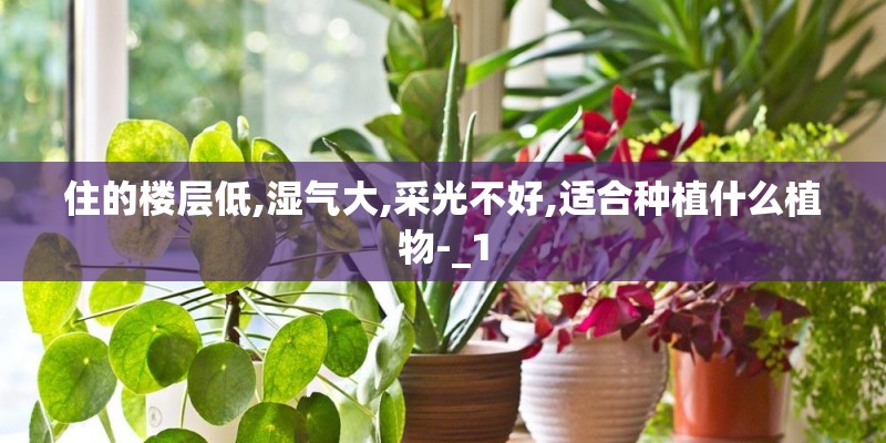 住的楼层低,湿气大,采光不好,适合种植什么植物-_1