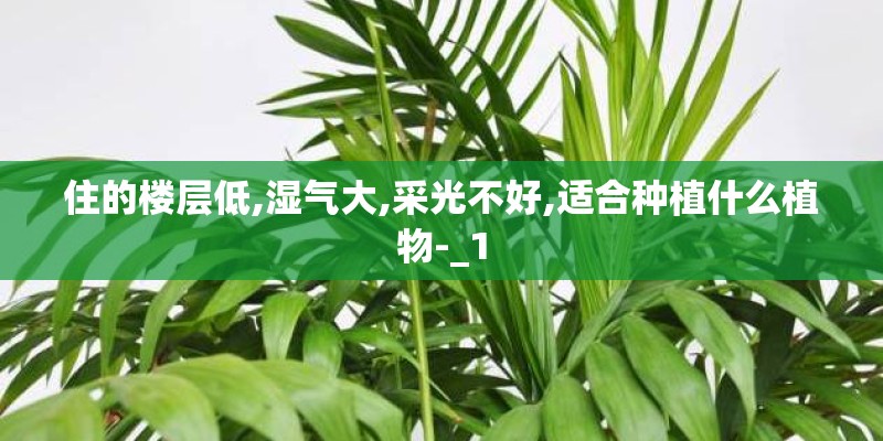 住的楼层低,湿气大,采光不好,适合种植什么植物-_1