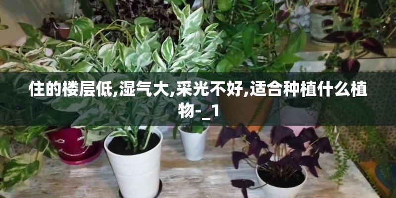 住的楼层低,湿气大,采光不好,适合种植什么植物-_1