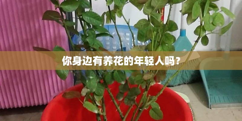 你身边有养花的年轻人吗? 你身边有养花的年轻人吗?