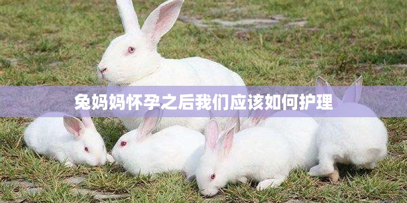 兔妈妈怀孕之后我们应该如何护理