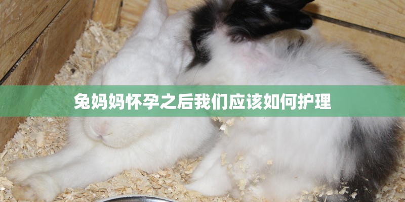 兔妈妈怀孕之后我们应该如何护理 兔妈妈怀孕之后我们应该如何护理