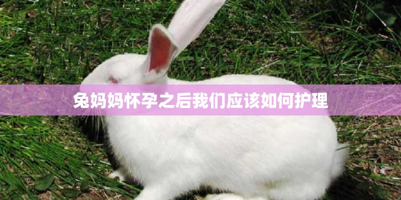 兔妈妈怀孕之后我们应该如何护理 兔妈妈怀孕之后我们应该如何护理