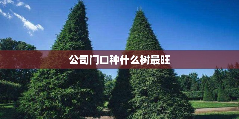 公司门口种什么树最旺