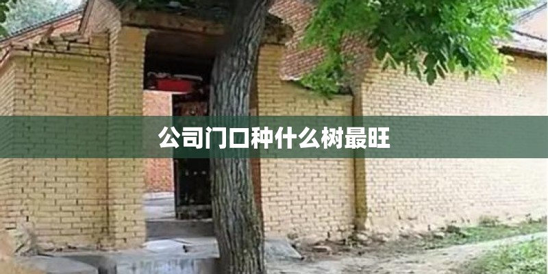 公司门口种什么树最旺