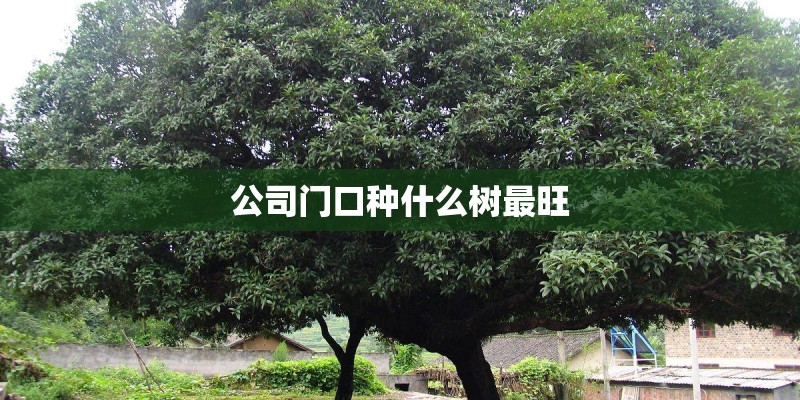公司门口种什么树最旺