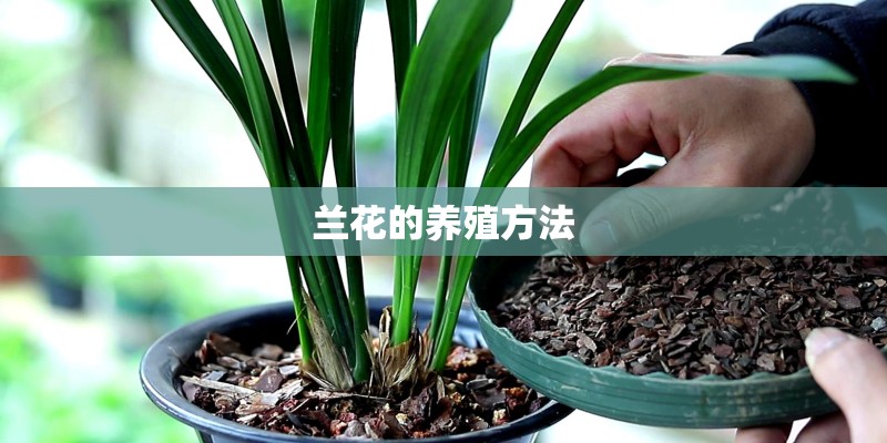 兰花的养殖方法