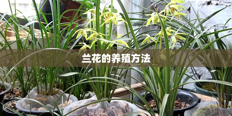 兰花的养殖方法