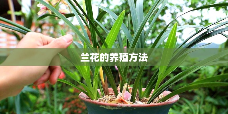 兰花的养殖方法