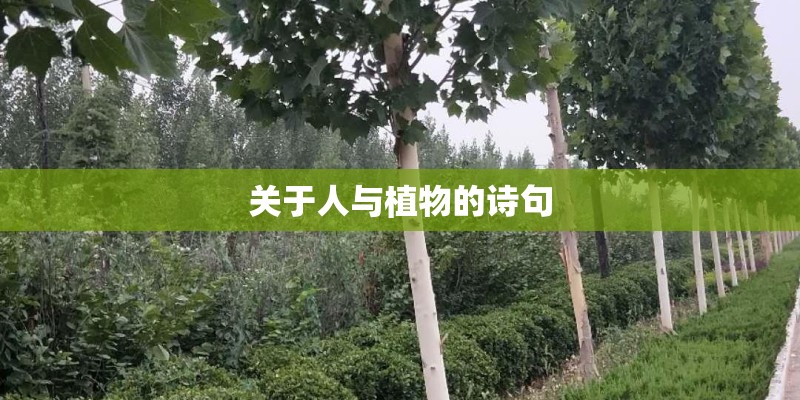 关于人与植物的诗句