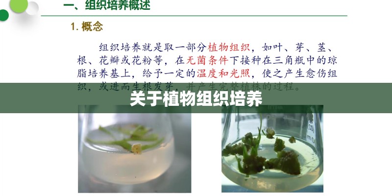 关于植物组织培养