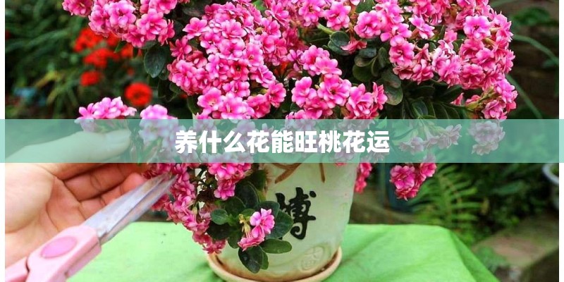 养什么花能旺桃花运 养什么花能旺桃花运