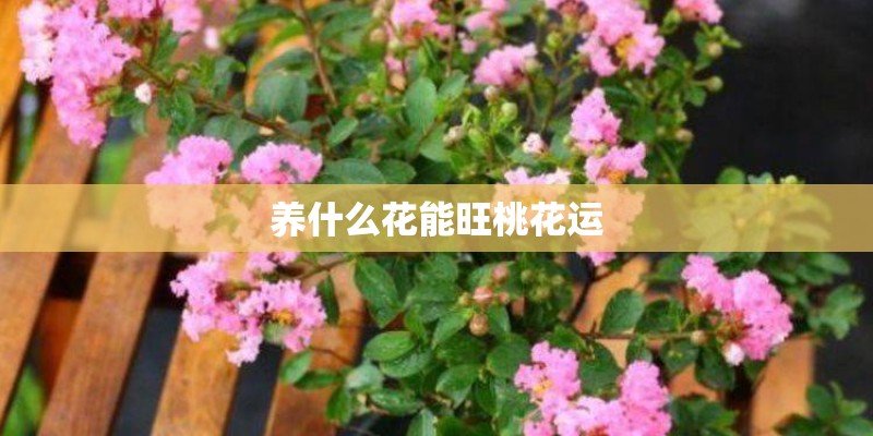 养什么花能旺桃花运