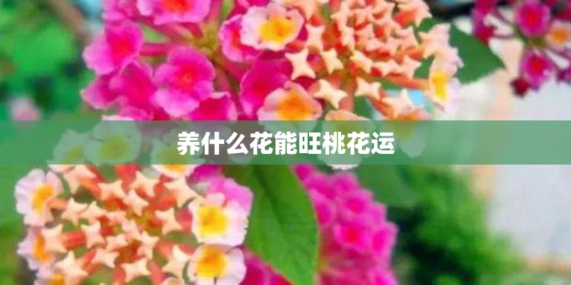 养什么花能旺桃花运 养什么花能旺桃花运