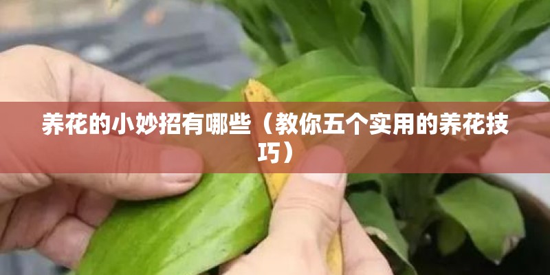 养花的小妙招有哪些（教你五个实用的养花技巧）