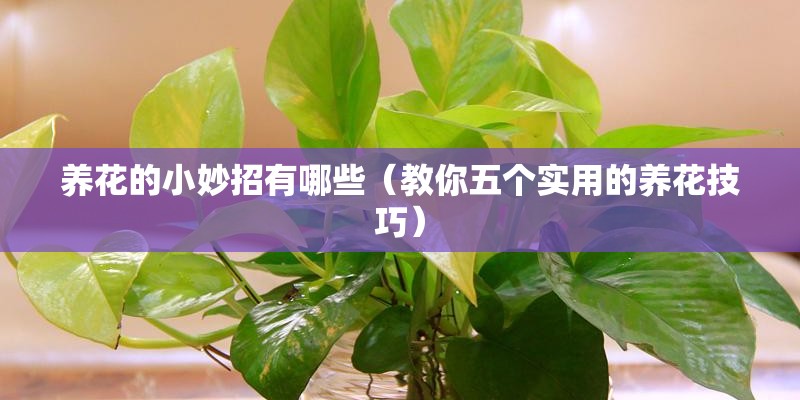 养花的小妙招有哪些(教你五个实用的养花技巧) 养花的小妙招有哪些(教你五个实用的养花技巧)