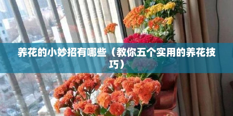 养花的小妙招有哪些(教你五个实用的养花技巧) 养花的小妙招有哪些(教你五个实用的养花技巧)