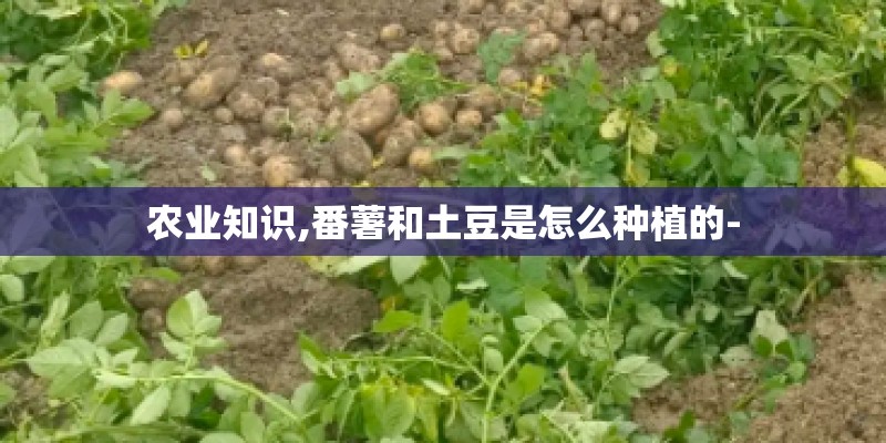 农业知识,番薯和土豆是怎么种植的-