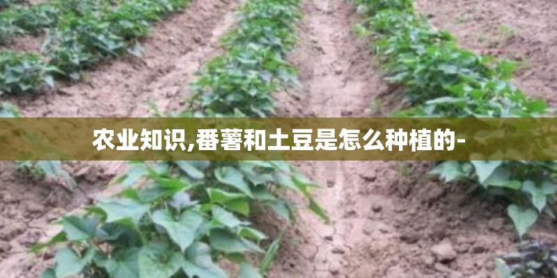 农业知识,番薯和土豆是怎么种植的- 农业知识,番薯和土豆是怎么种植的-
