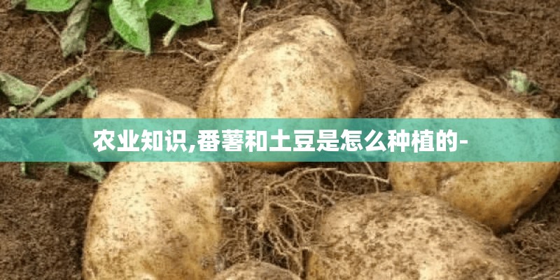 农业知识,番薯和土豆是怎么种植的- 农业知识,番薯和土豆是怎么种植的-