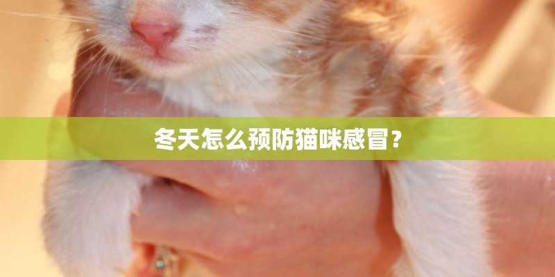 冬天怎么预防猫咪感冒？