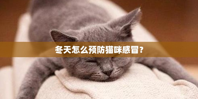 冬天怎么预防猫咪感冒? 冬天怎么预防猫咪感冒?