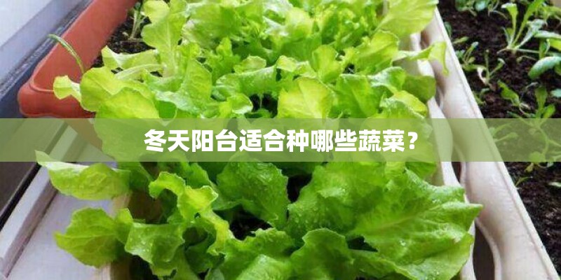 冬天阳台适合种哪些蔬菜？