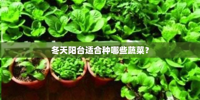 冬天阳台适合种哪些蔬菜？
