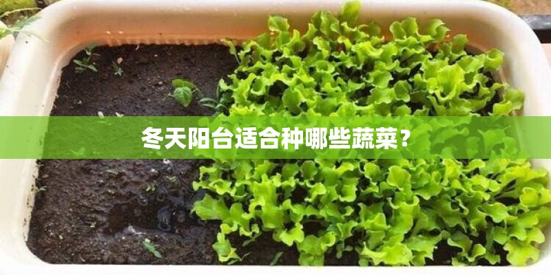 冬天阳台适合种哪些蔬菜？