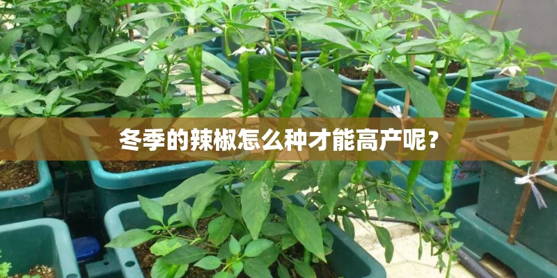 冬季的辣椒怎么种才能高产呢？
