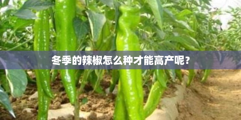 冬季的辣椒怎么种才能高产呢？