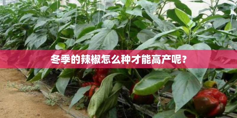 冬季的辣椒怎么种才能高产呢？