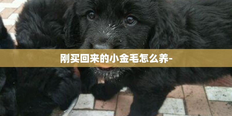 刚买回来的小金毛怎么养-