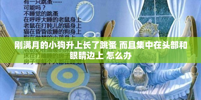 刚满月的小狗升上长了跳蚤 而且集中在头部和眼睛边上 怎么办 刚满月的小狗升上长了跳蚤 而且集中在头部和眼睛边上 怎么办