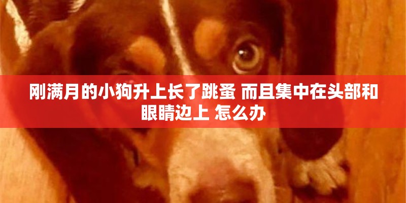 刚满月的小狗升上长了跳蚤 而且集中在头部和眼睛边上 怎么办 刚满月的小狗升上长了跳蚤 而且集中在头部和眼睛边上 怎么办