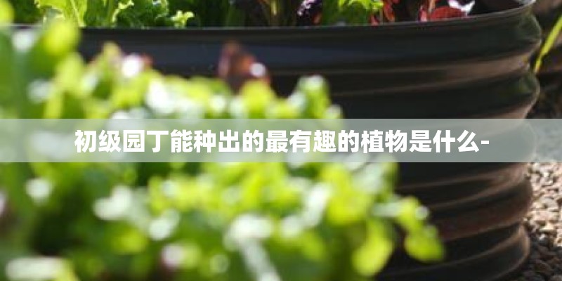 初级园丁能种出的最有趣的植物是什么-