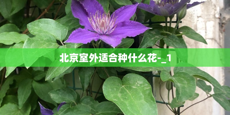 北京室外适合种什么花-_1 北京室外适合种什么花-_1